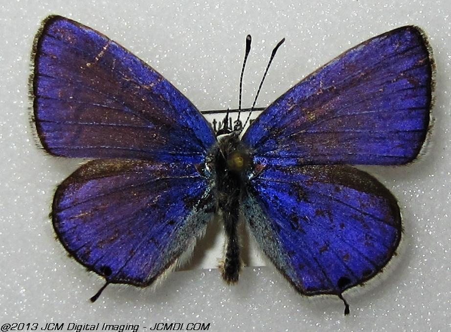 Everes amyntula (Western Tailed Blue, Juniper Hills area, CA)